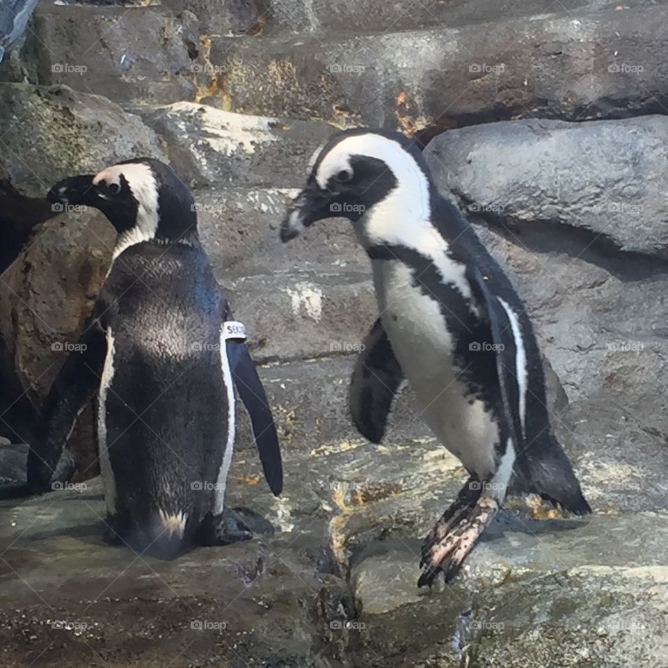 Penguins waiting for dinner 