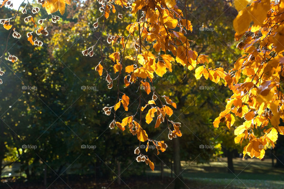 tree sunny leaf fall by jbdc