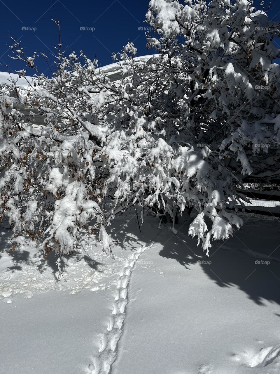 Animal tracks in the snow. 