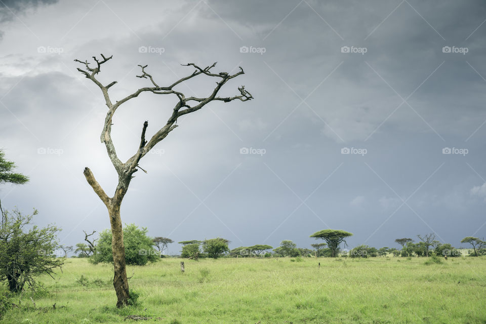 Savannah landscape in Tanzania, Africa