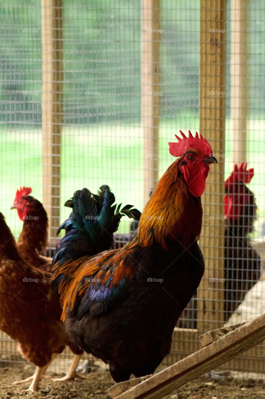 A large rooster with a red comb and wattle and colorful feathers, blurred wire and wooden posts in background, rural setting