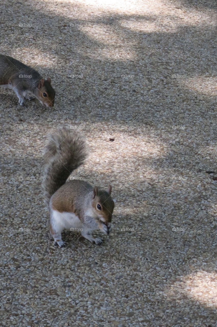 Animal - squirrel