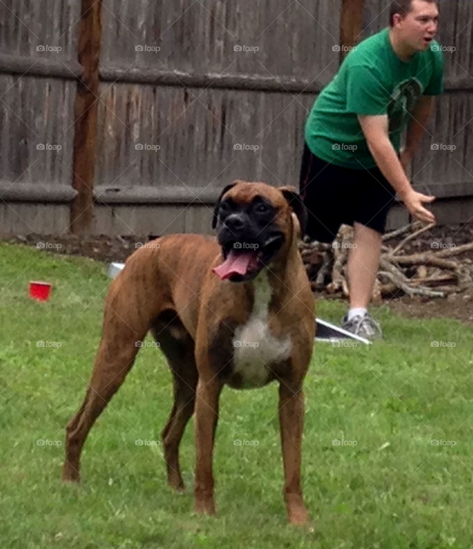 Terrier. In the fall