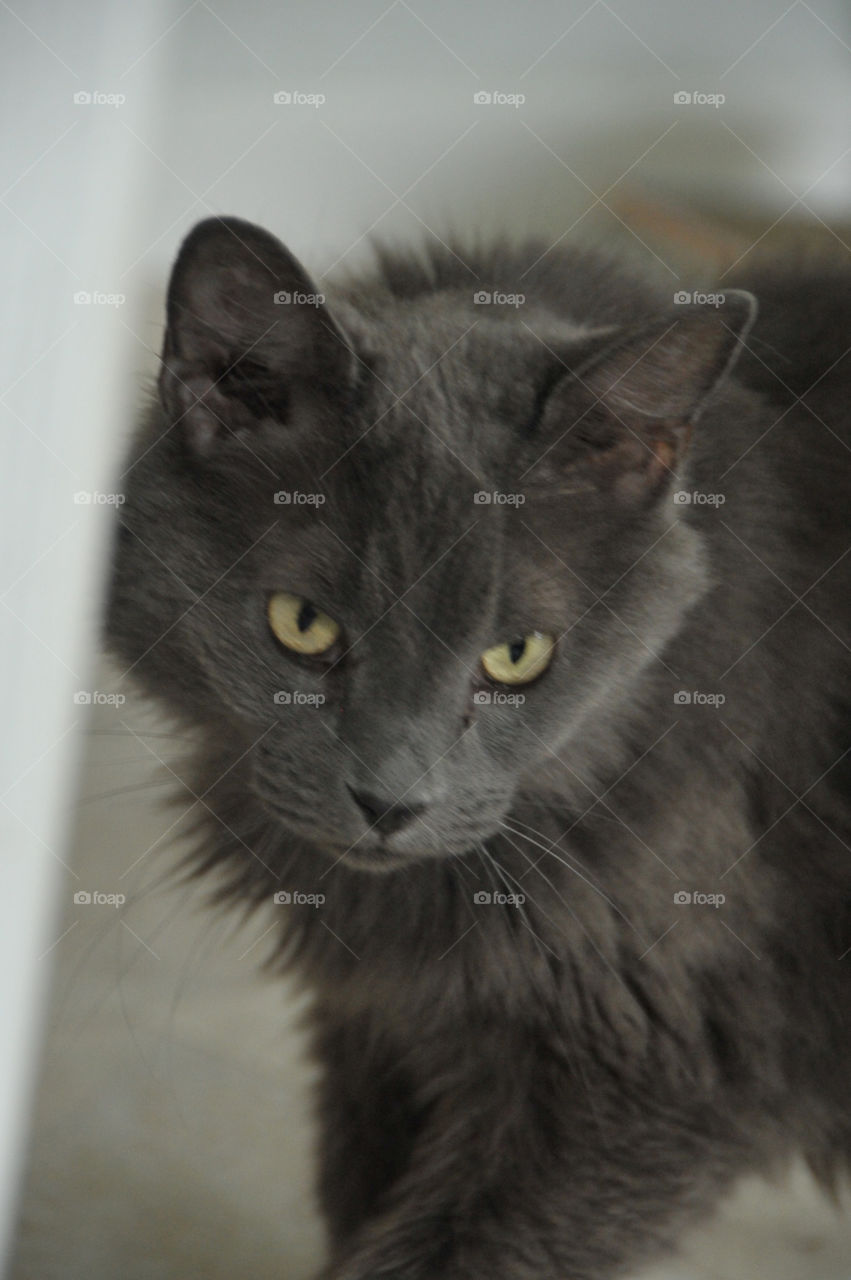 Fluffy charcoal grey cat