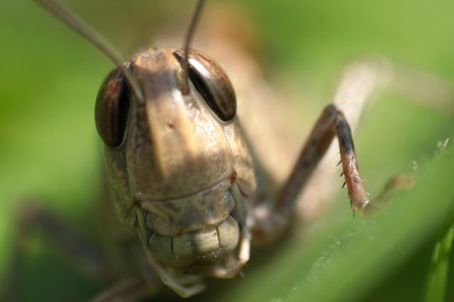 grasshopper