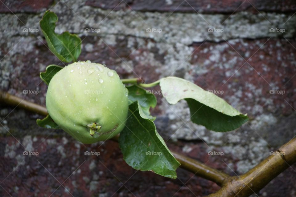 Water drop on green apple at outdoors