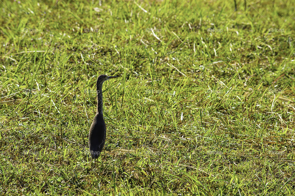 Birds standing in a bright green lawn.