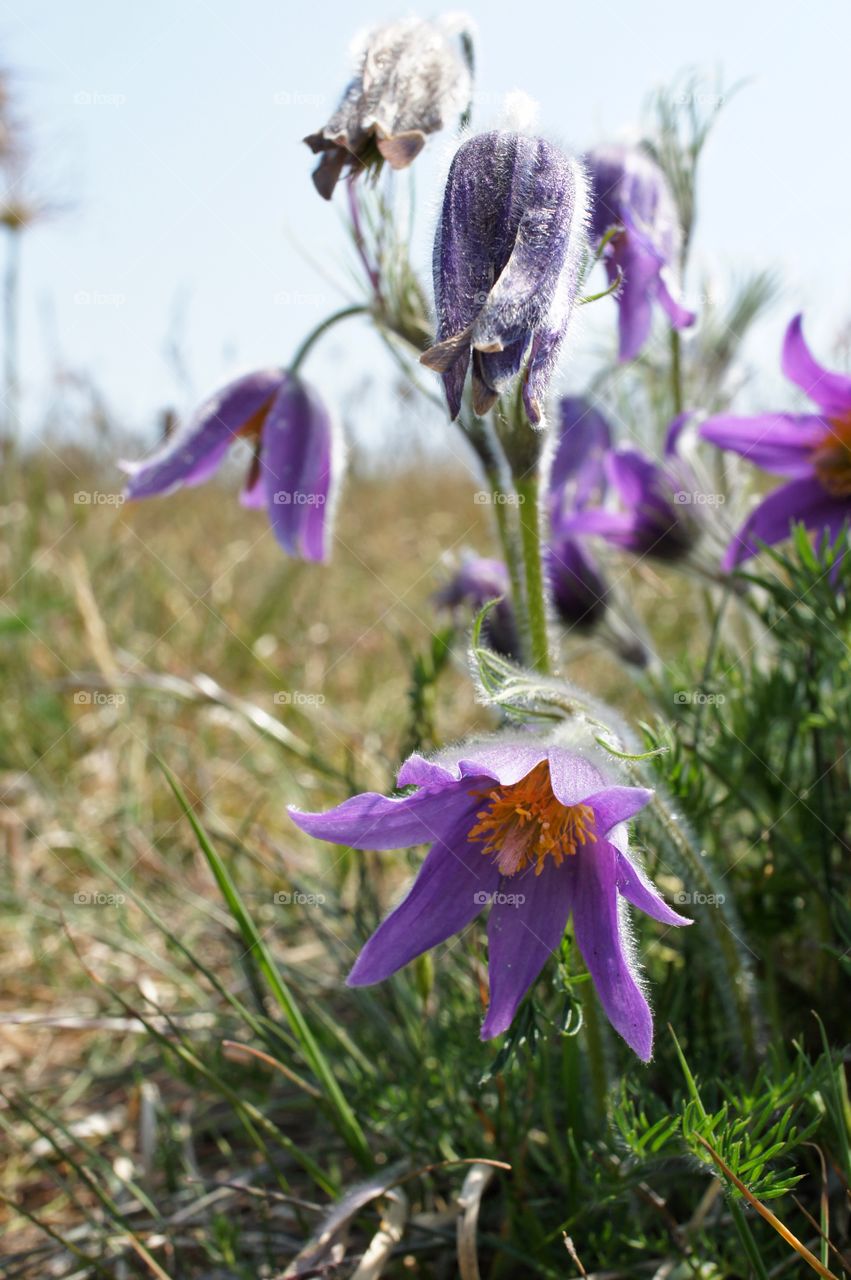 Beautiful view of purple flowers