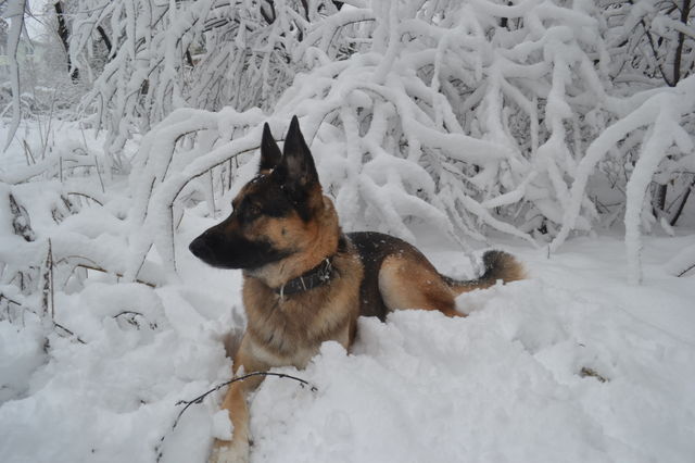 Winter wonderland