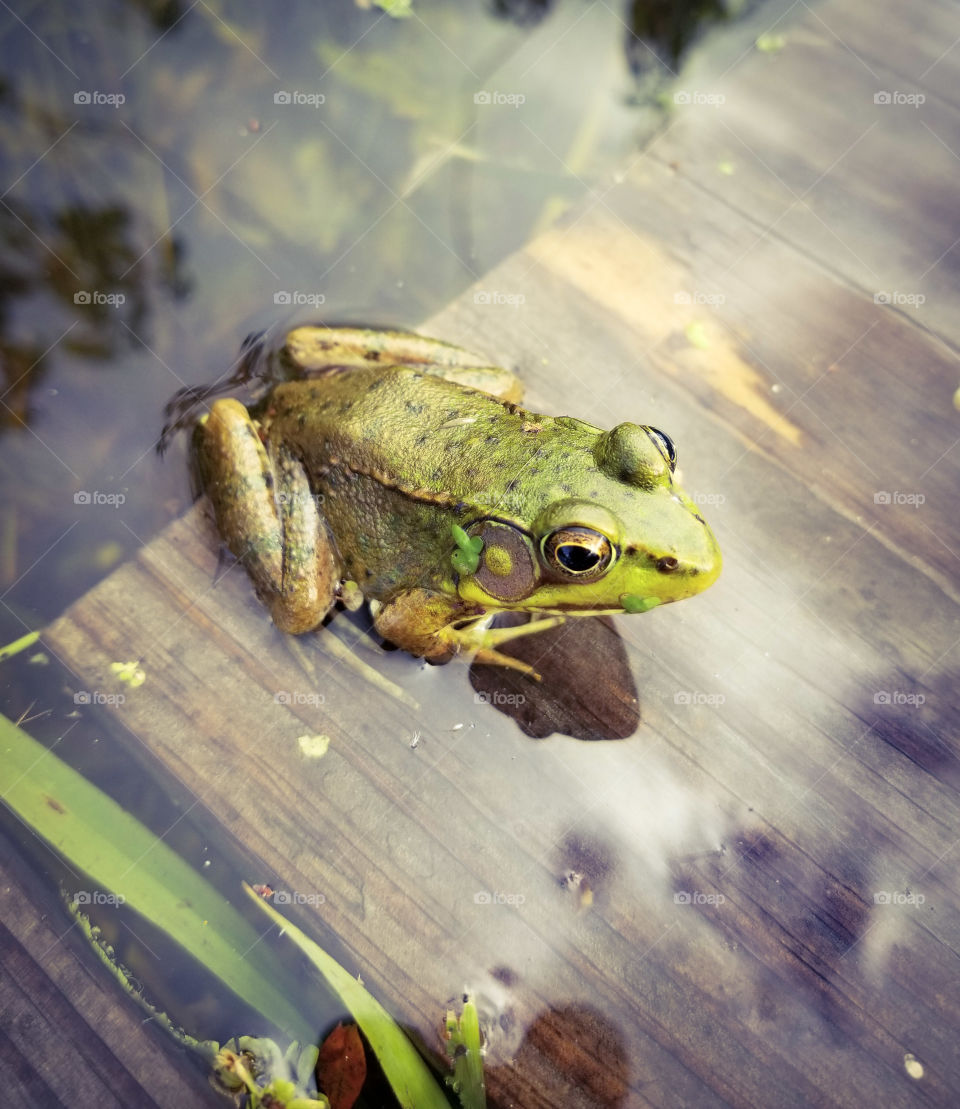 Frog on the boardwalk