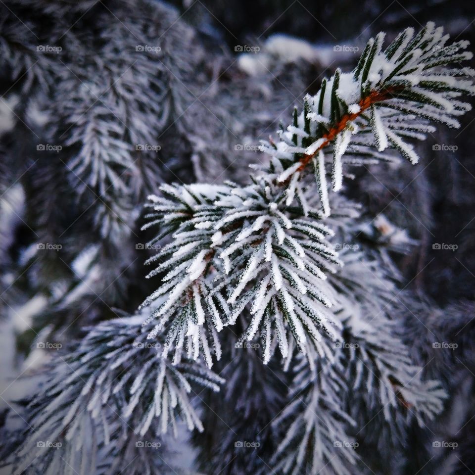 Covered with frost needles.
