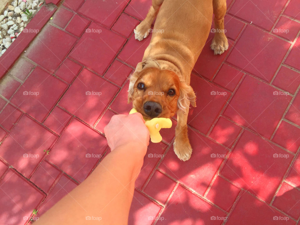 High angle view of dog with owner