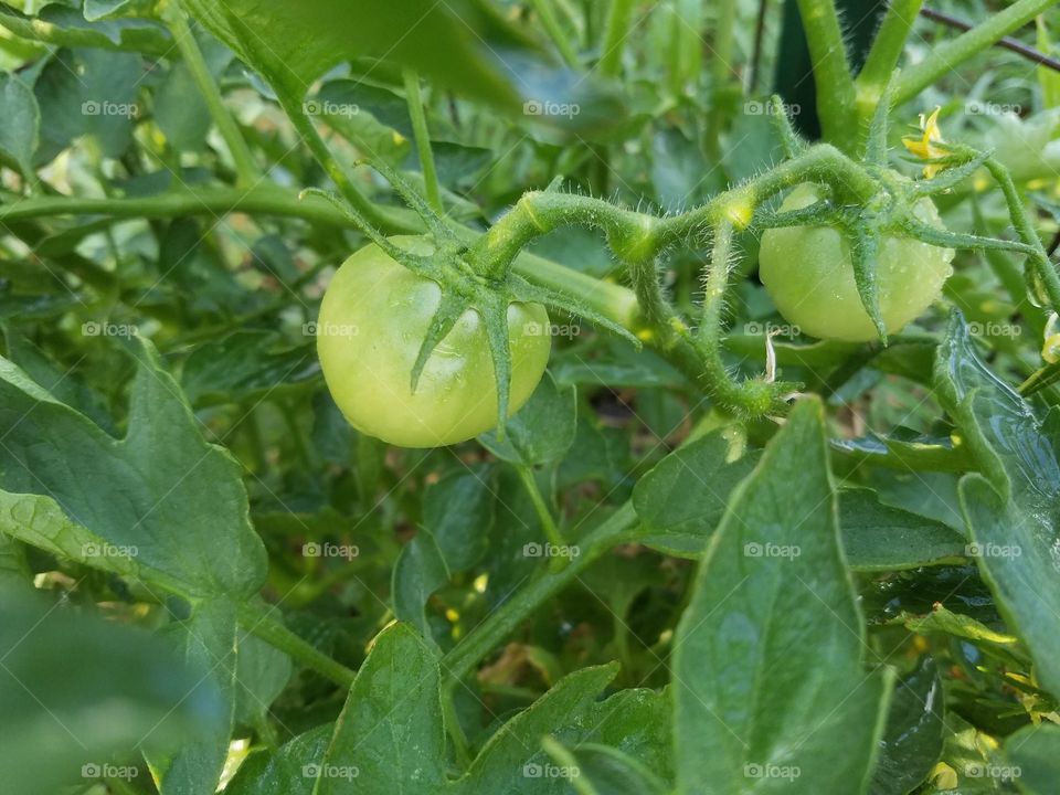 how about them tomatoes!!