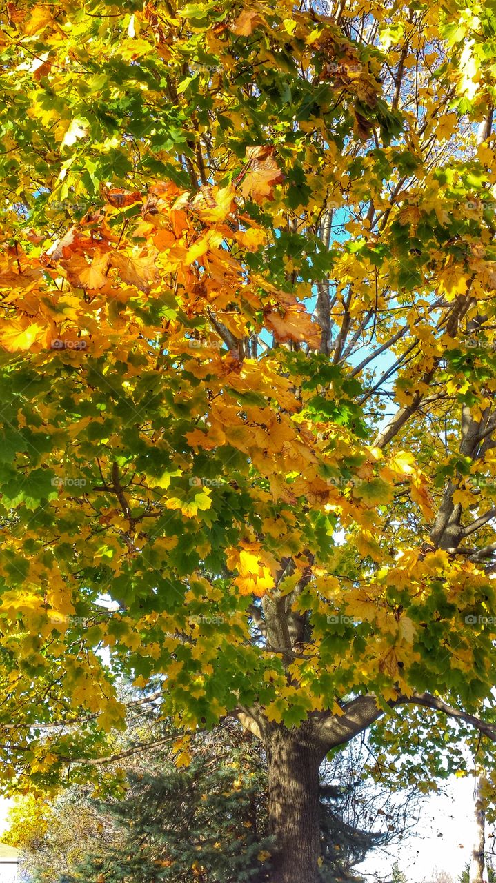 Yellow & Green Leaves