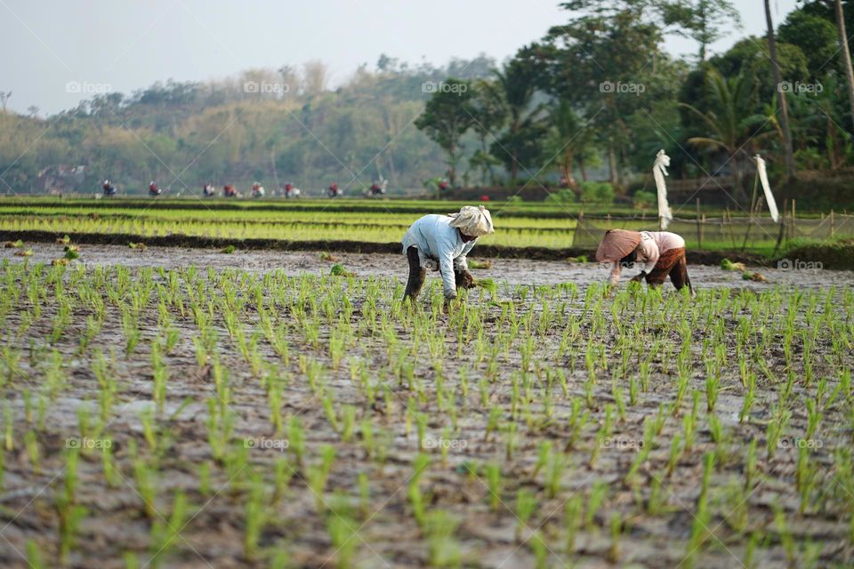 farmers planting paddy on rice field 