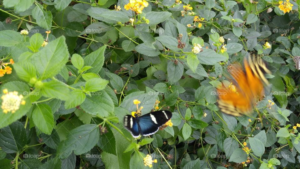 resting butterfly