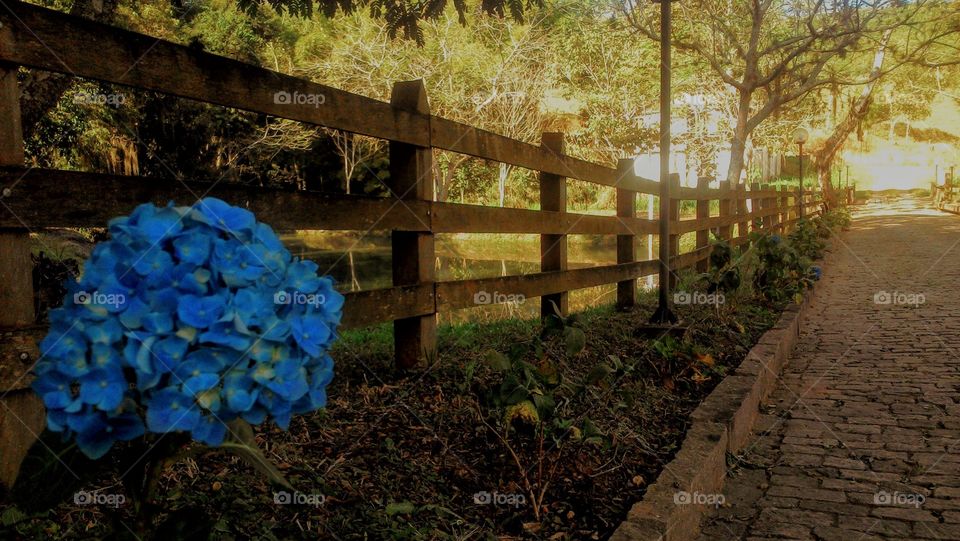 Cerca de madeira contrastando com o azul das flores na entrada da fazenda.
