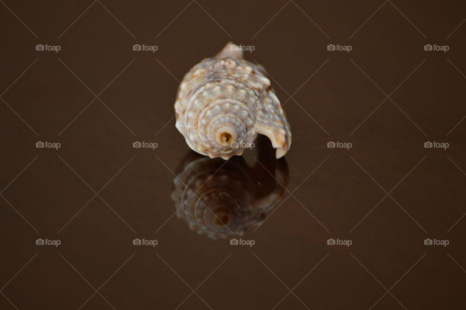 sea shell