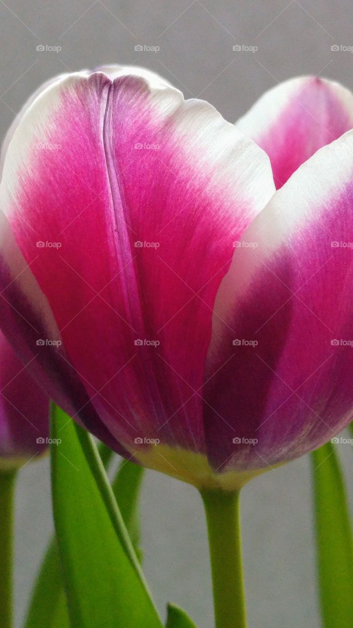 Close up of bouquet of pink spring tulips