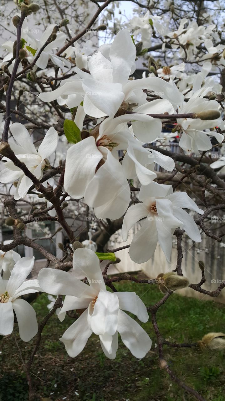 magnolia
