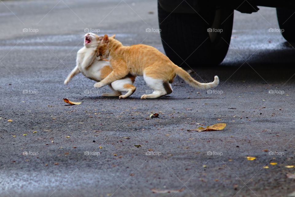 fighting cats