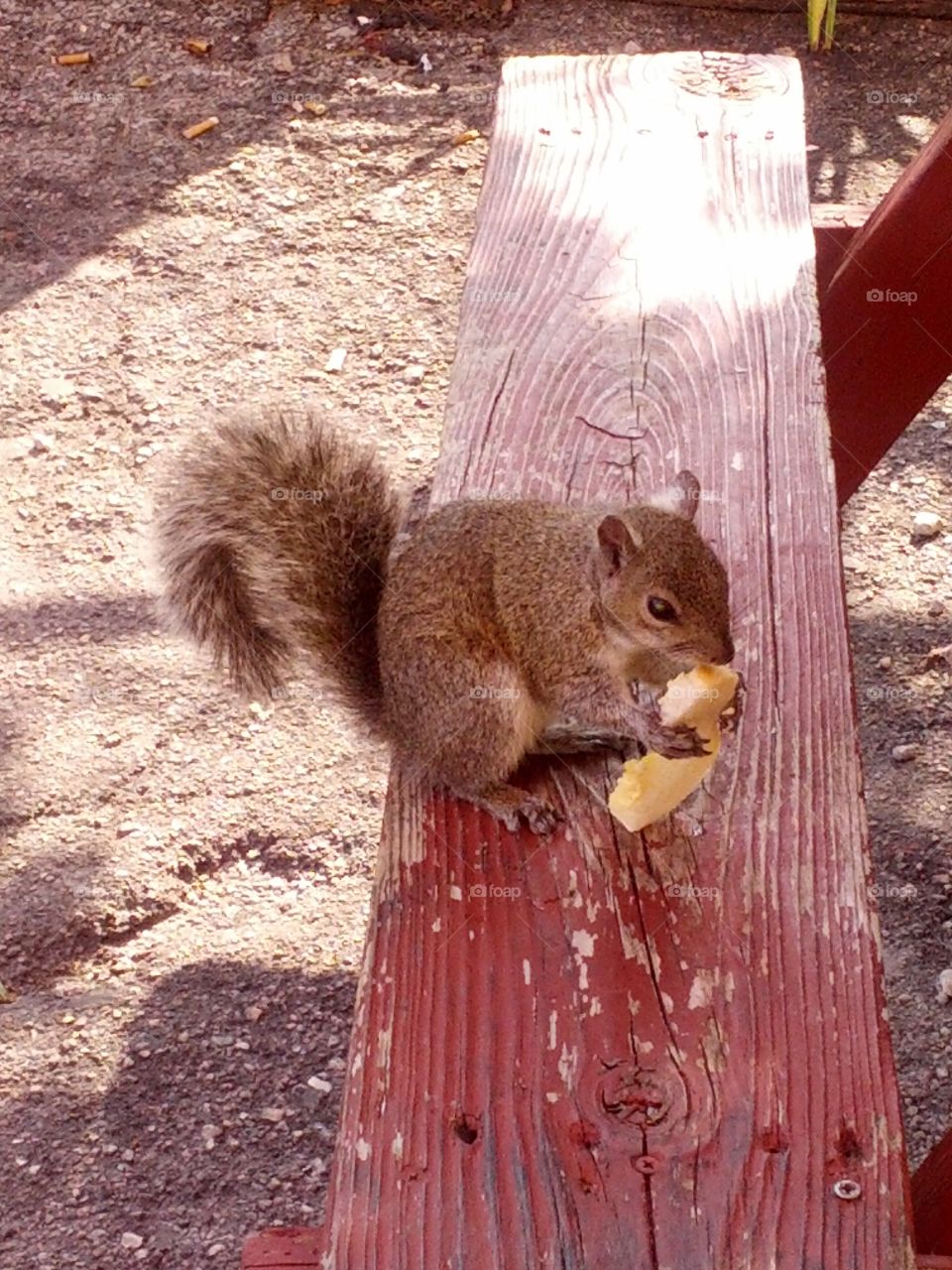 A squirrel eating cuban bread