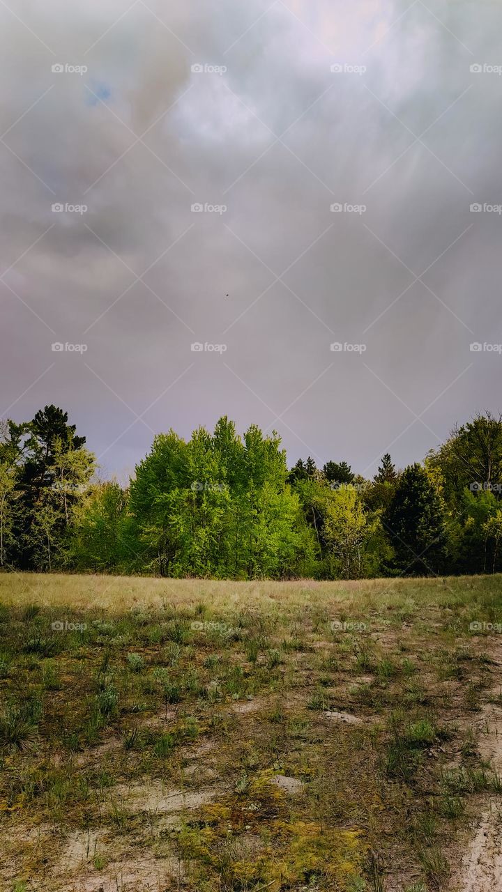 Spring forest landscape. Green trees, valley, cloudy sky, tree tops, horizon line. Beautiful forest in spring, rainy weather