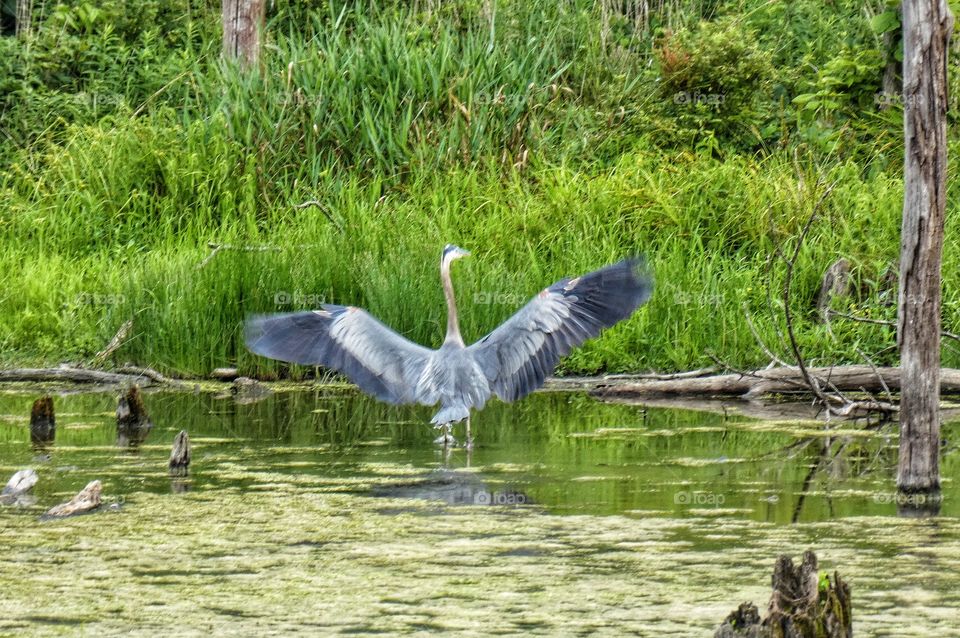 great blue heron