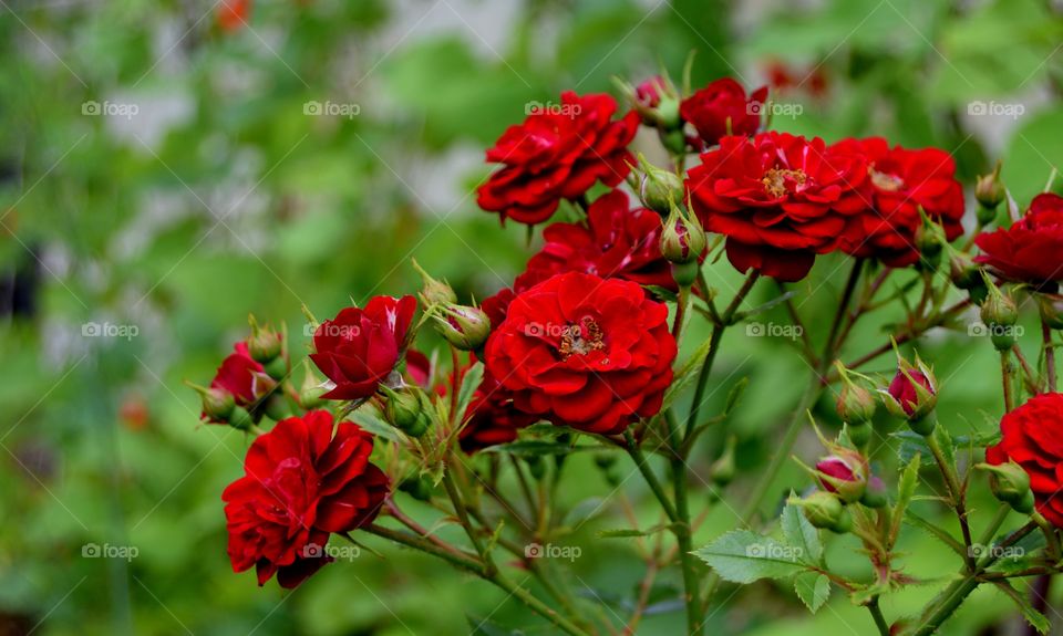 Red roses in garden 