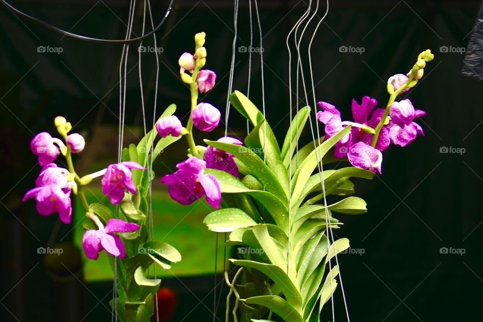 Close-up of pink flower plant