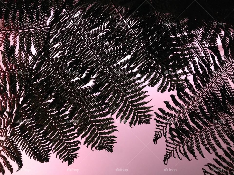 Plant silhouette (6)