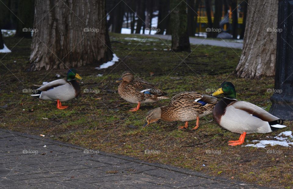 birds ducks on a grass in the park winter and spring time