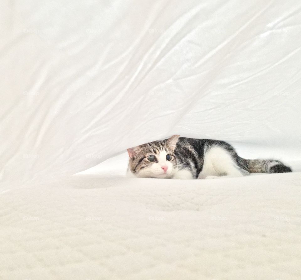 My cat, Bowie, playing under the sheets. Featured on his IG page - photo taken by myself