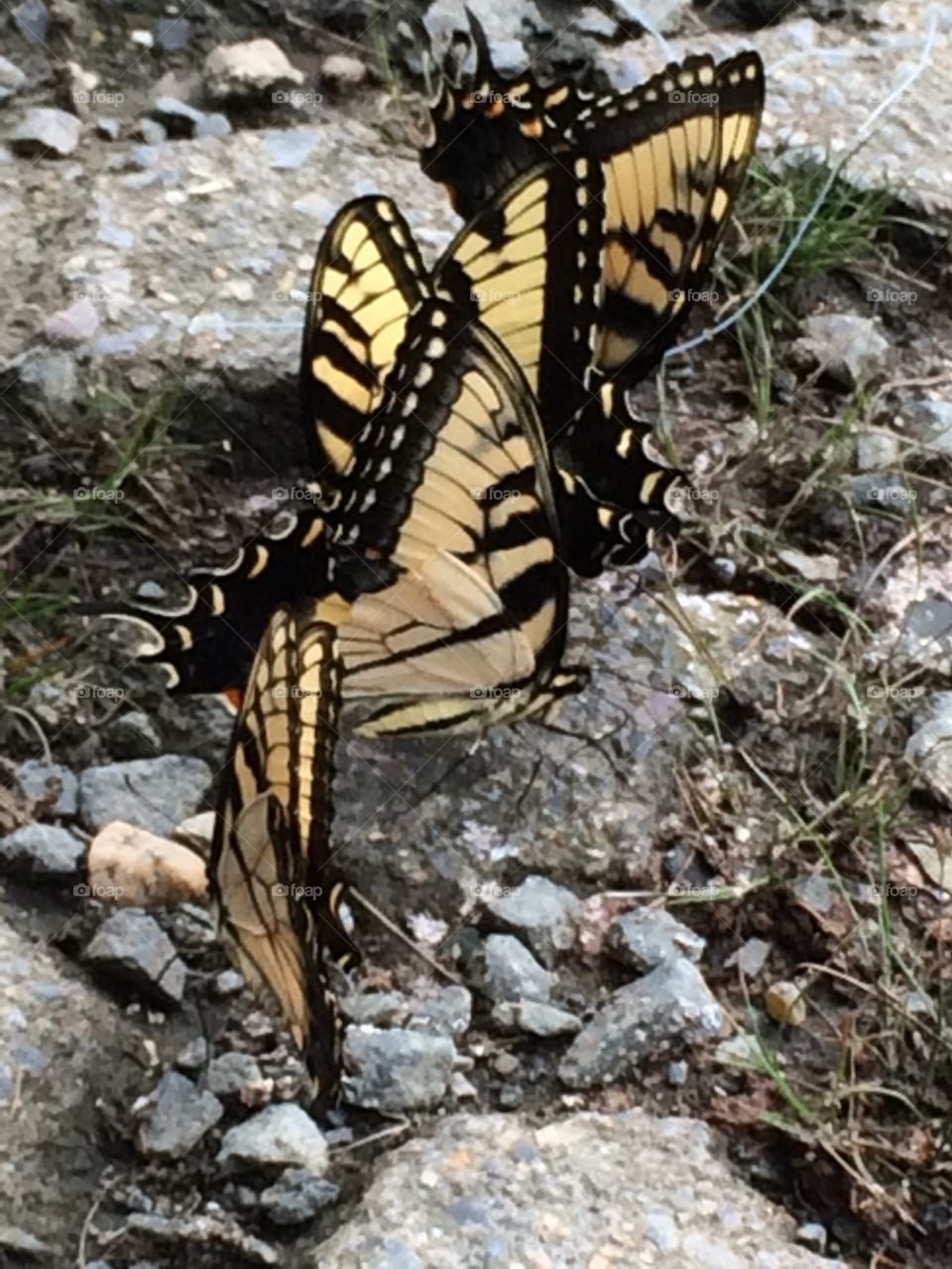 Butterflies . Hiking along a river and found these amazing butterflies gathering. 