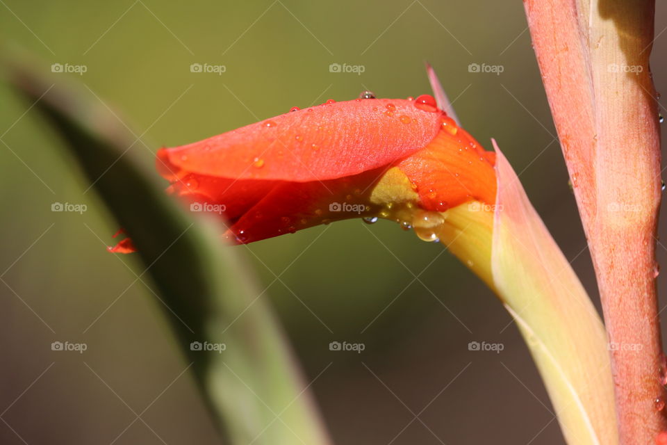 Closeup bird of paradise flower after a rain 