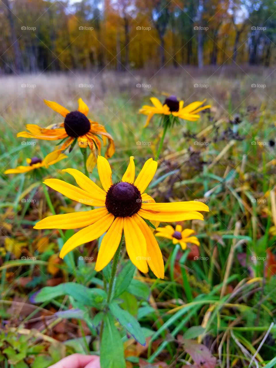 wildflowers in the fall