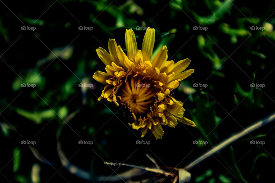 dandelion growing in the early morning sun
