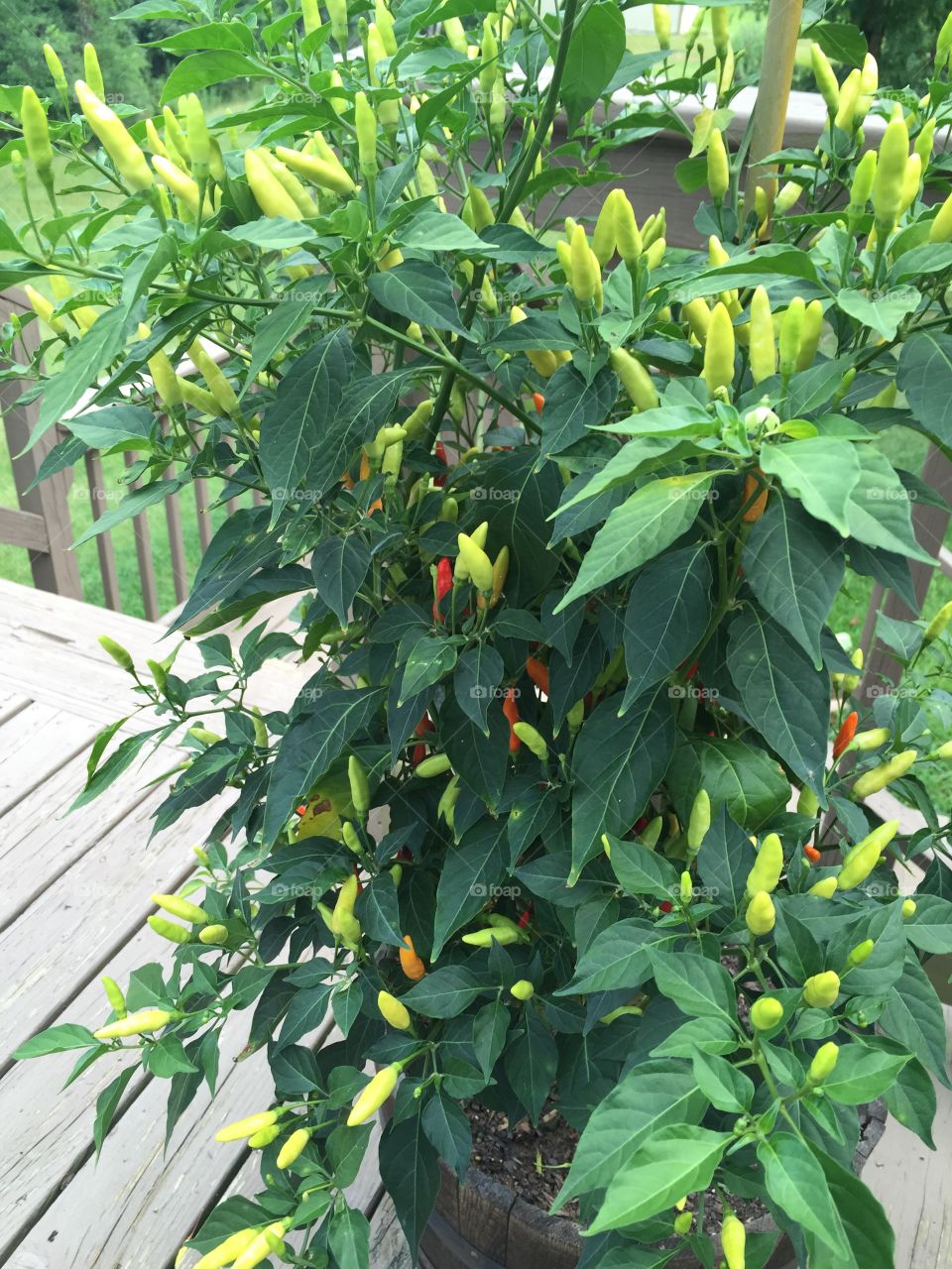 Tabasco Hot Peppers. Tabasco peppers in our back deck garden. 
