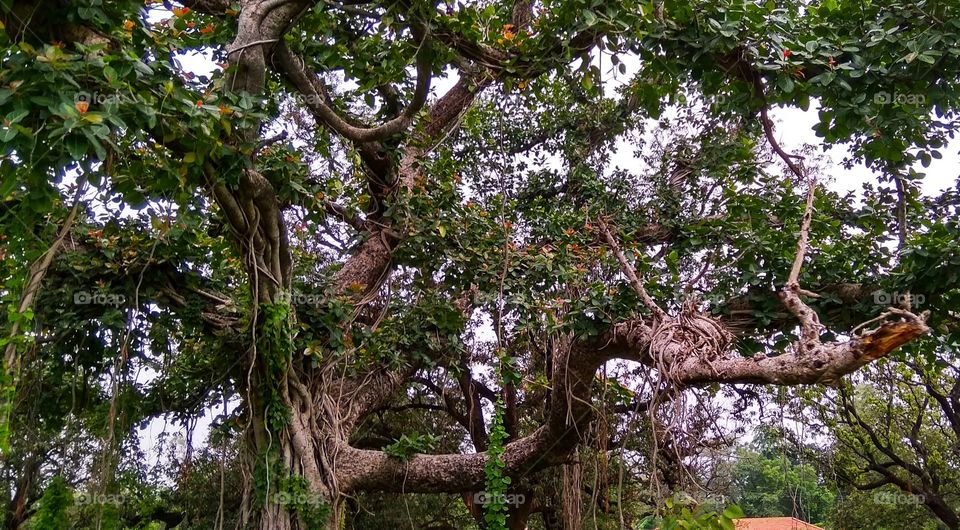 banyan tree beauty and the beast