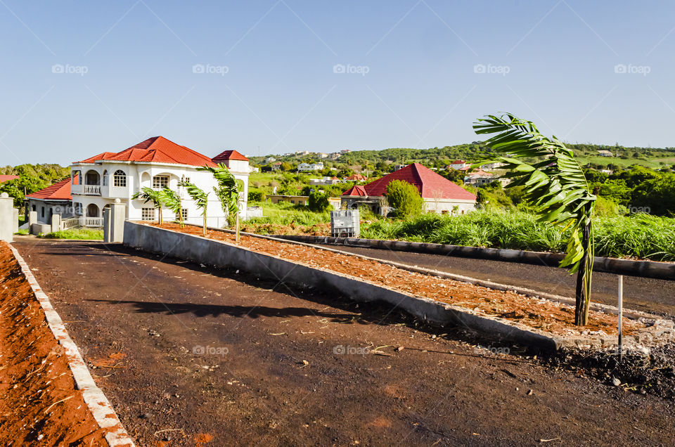 Wind Blowing Against Young Palm Tree