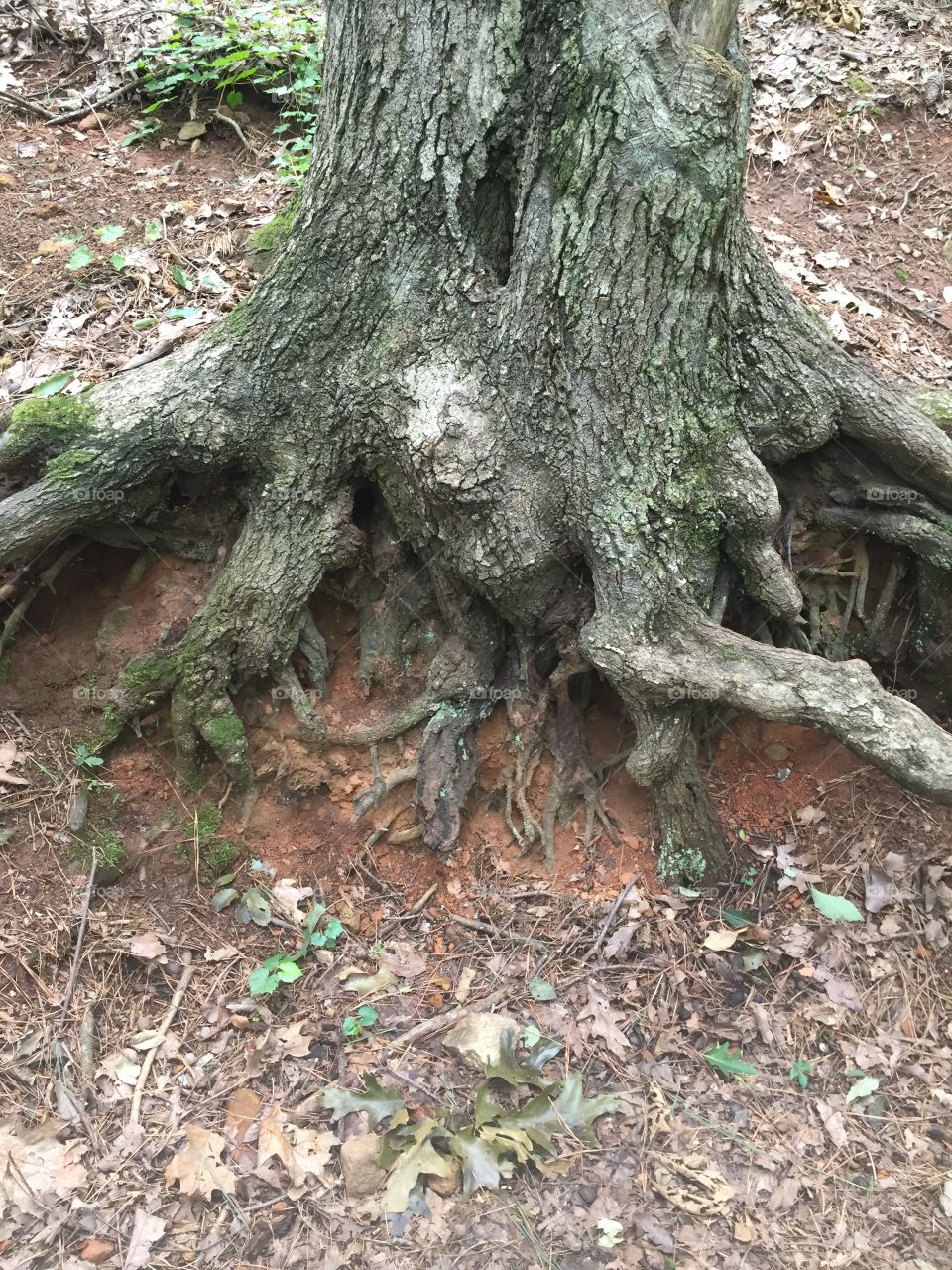 Tree root