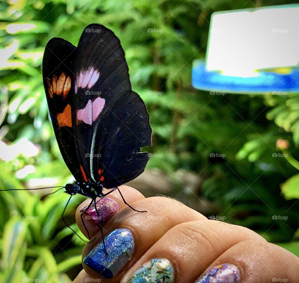 Butterfly landed on a person’s hand