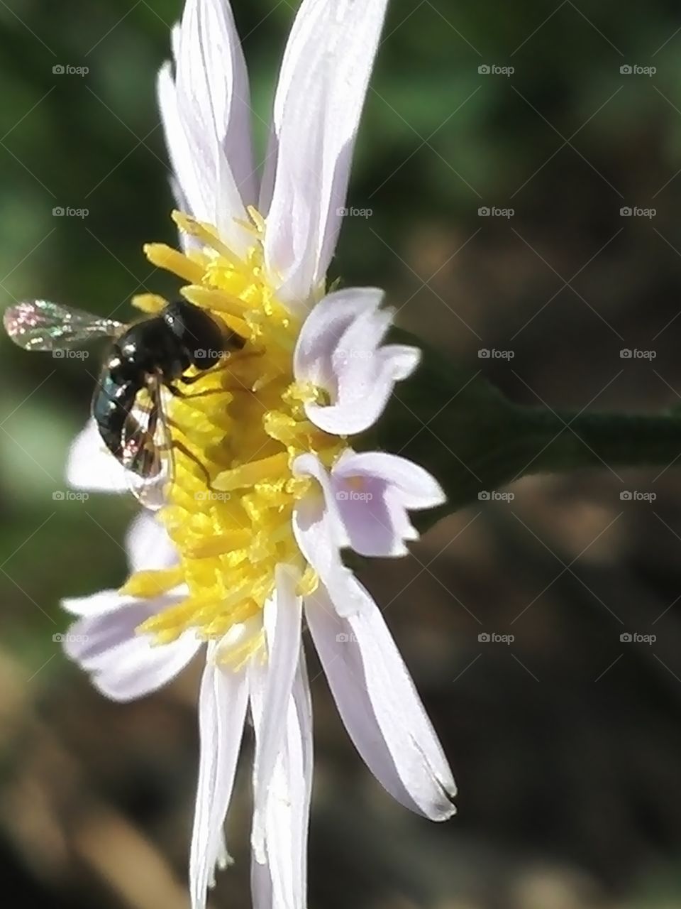 A visitor to a wild plant flower