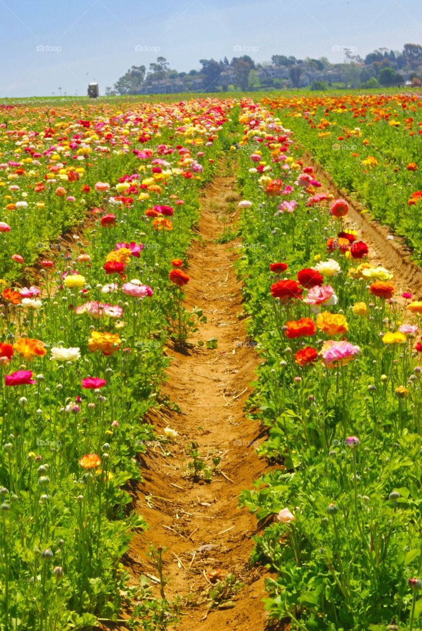 Field of Flowers