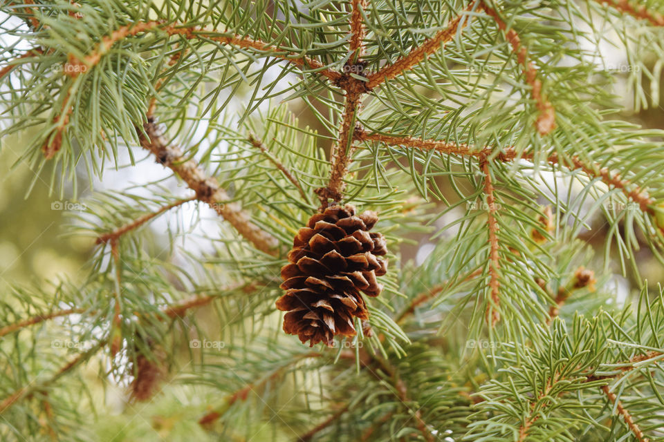 Pine cones starting to fall