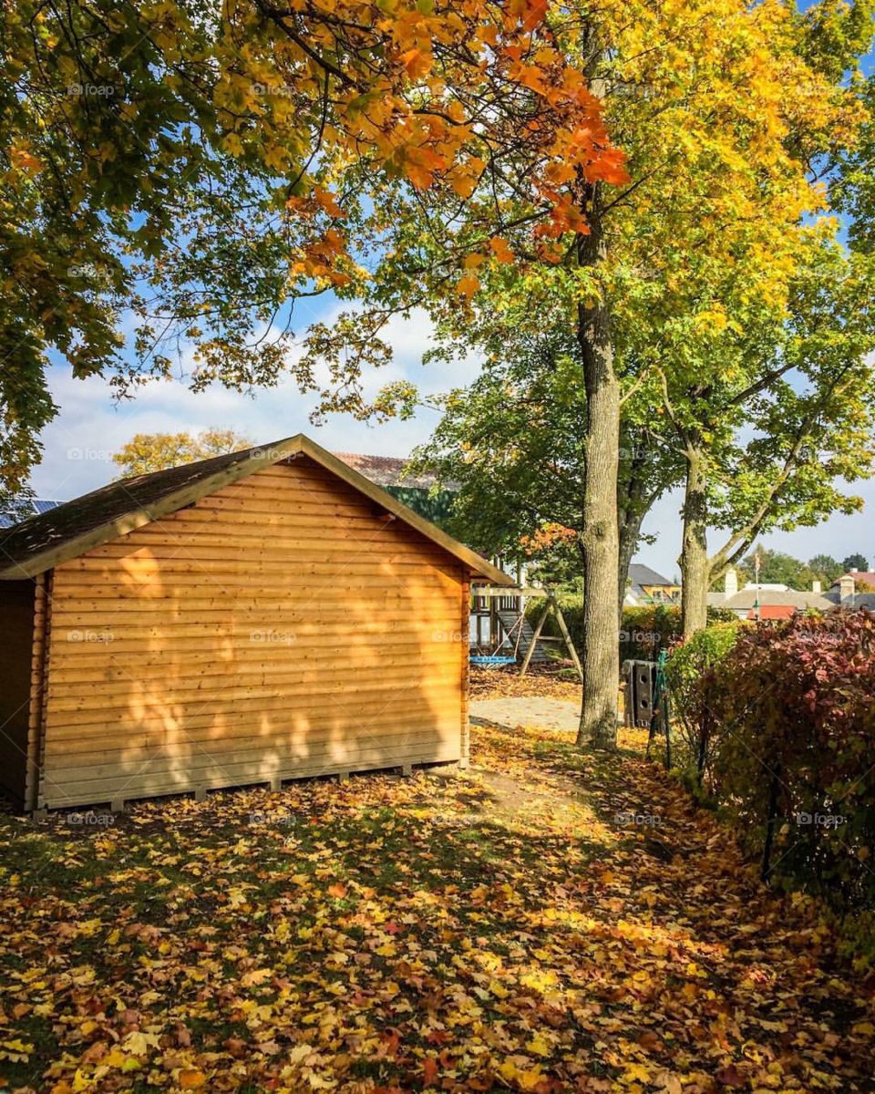 Autumn is here in the garden 