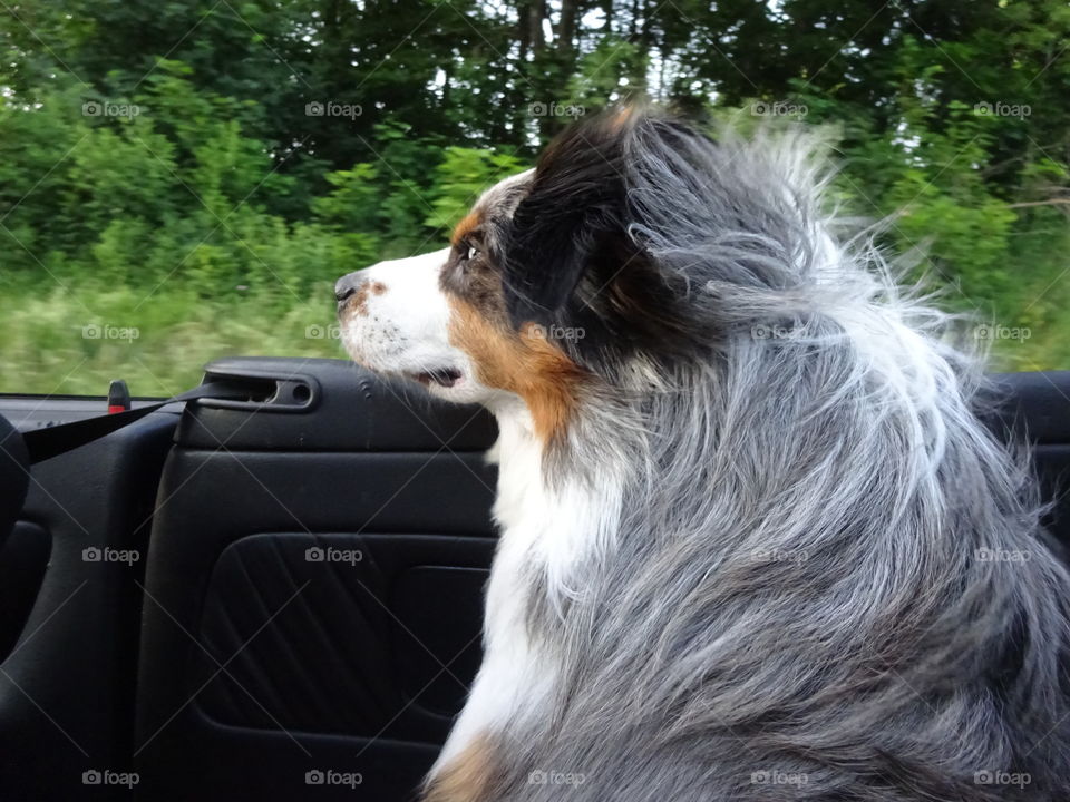 Australian Shepherd im Cabrio