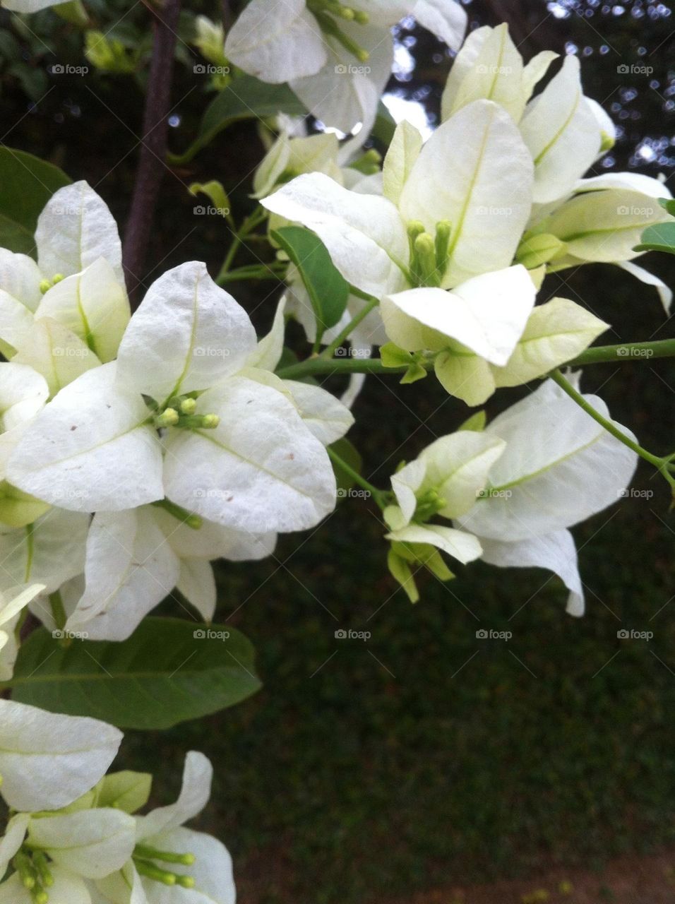 🌹 🇺🇸 Very beautiful flowers to brighten our day.  Live nature and its beauty. Did you like the delicate petals? / 🇧🇷 Flores muito bonitas para alegrar nosso dia. Viva a natureza e sua beleza. Gostaram das pétalas delicadas? 
