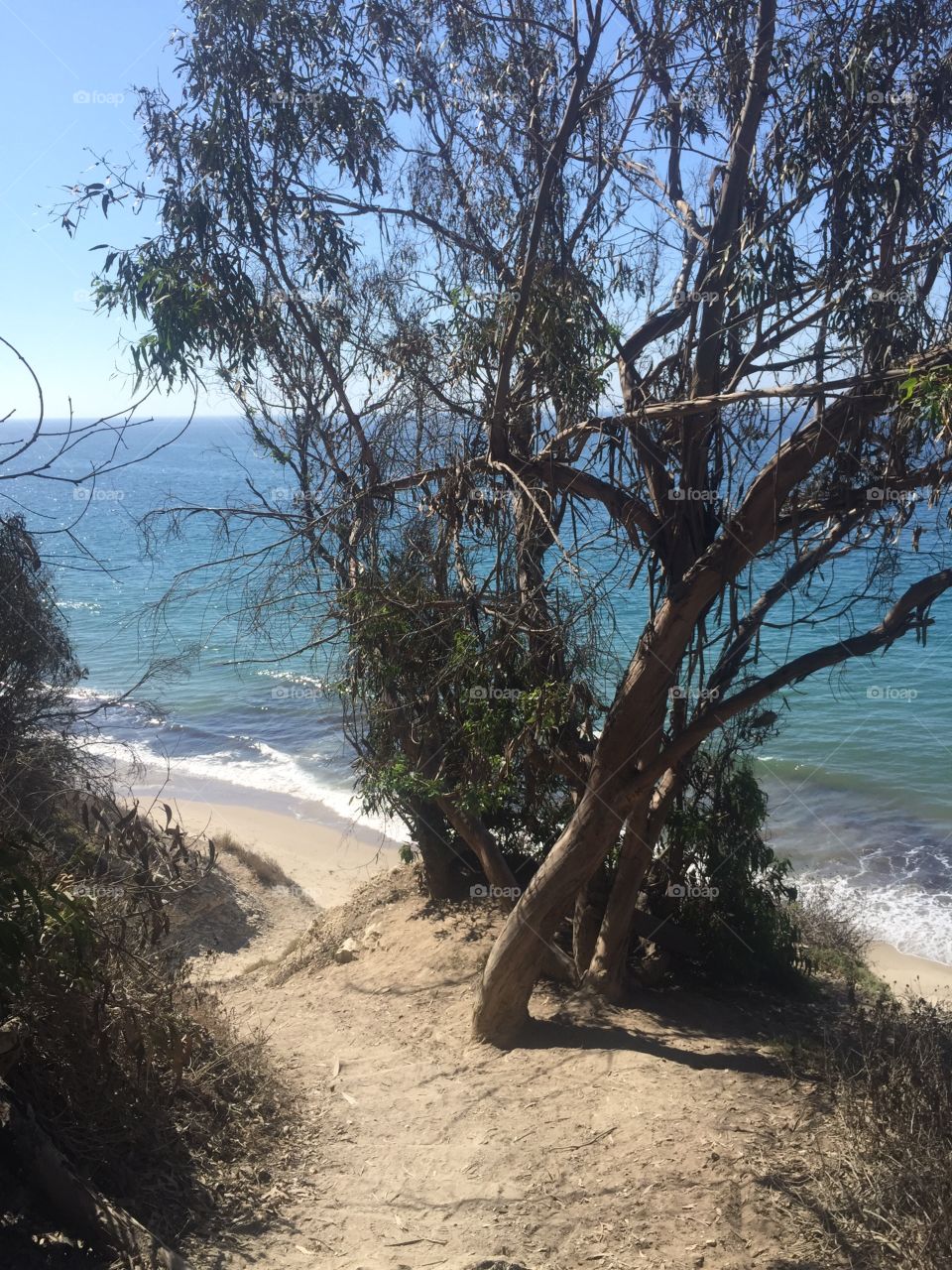 Tree, Landscape, Nature, Water, No Person