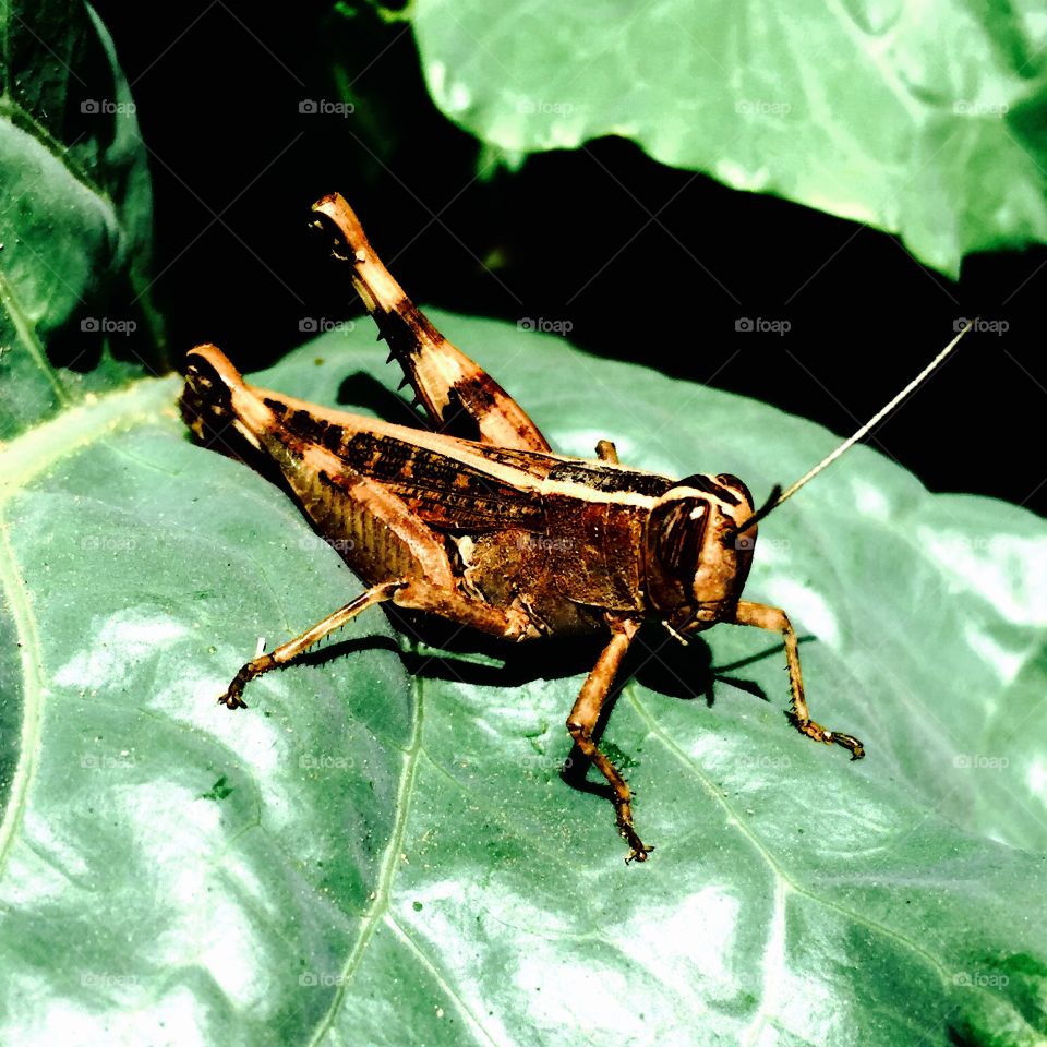 Garden insect 